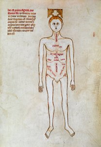 外科手术：人体表现。帕维亚的 Gui（盖伊）撰写的 "Liber notabilium Philippi septimi francorum regis, a libris Galieni extractus "中的缩影