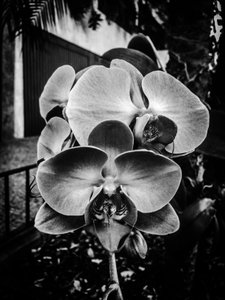 第 10 号花，2025 年（照片）