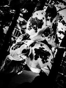 花朵第 4 号，2025 年（照片） 作者 吉尔赫姆·庞特斯（Guilherme Pontes）