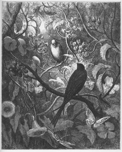 Philomele et Progne-摘自Jean de La Fontaine的“寓言” 作者 古斯塔夫·多尔（Gustave Dore）