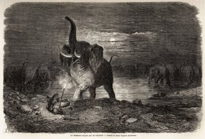 古斯塔夫·多尔（1832-1883 年）在 Ngami 湖（博茨瓦纳）附近被一头大象惊呆了，这幅画描绘了查尔斯·让·安德森 (Charles Jean Anderson) 在南部非洲的冒险和狩猎。 雕刻在“”Le tour du monde, nouveau journal des voyages””巴黎 作者 古斯塔夫·多尔（Gustave Dore）