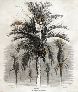 古斯塔夫-多尔（Gustave Dore，1832-1883）绘制的埃尔切的棕榈树结扎图，目的是为了保持白色，以便将其编成辫子，以说明他在1862年与达维利耶（Ch. Davillier）的西班牙之旅。雕刻在 "世界之旅 "中，由E编辑。 作者 古斯塔夫·多尔（Gustave Dore）