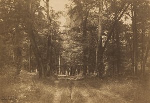 下布雷奥，枫丹白露森林，1849-1852。 作者 古斯塔夫·勒格雷