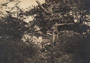 枫丹白露的岩石上的橡树，1849-52年。 作者 古斯塔夫·勒格雷