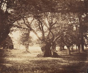 空心橡树，枫丹白露，1855-57。 作者 古斯塔夫·勒格雷