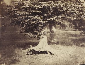 山毛榉树，约1855-7(黑白照片) 作者 古斯塔夫·勒格雷