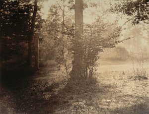 树木研究，枫丹白露森林，约1856年。 作者 古斯塔夫·勒格雷
