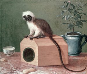 Carl Linnaeus的最爱猴子（1707-78）