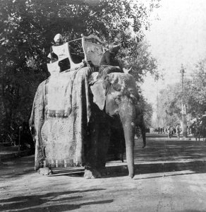 1900年代，印度德里火车站外的一头大象。