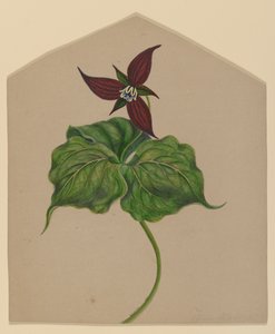 勃艮第红花 作者 林德