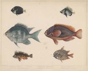 1. Etroplus Fumosus，2。Heniochus Macrolepidotus，3。Glyphisodon Smaragdinus，4。Amphiprion Frenatus，5。Apistus Rubrippinis，6。Monocentris Japonicus