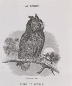 Kennicotts Owl，来自阿拉斯加及其资源，由William H. Dall，由HH Nicholls酒吧雕刻。 1870