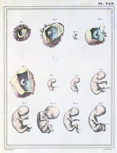 显示胚胎发育阶段的图表，来自Jules Cloquet的“Manuel d&39;Anatomie Descriptive du Corps Humain”（1790-1883），由de Frey刻，1825年 作者 海恩斯林