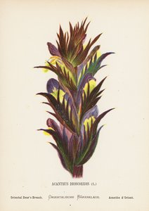 圣地的野花Acanthus Dioscoridis; Oriental Bear