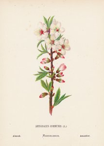 圣地的野花杏仁（彩色雕刻） 作者 汉娜·泽勒