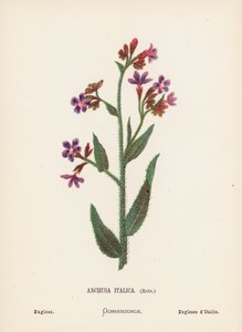 圣地的野花Anchusa Italica, Retz; Bugloss（彩色版画） 作者 汉娜·泽勒