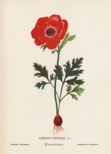 圣地的野花冠状花葵；血色花葵（彩色版画）