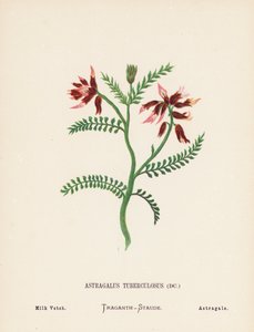 圣地的野花黄芪；牛奶茄（彩色版画）