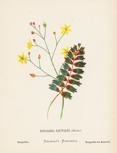 圣地的野花Bongardia Rauwolfii，Meyer；Bongardia（彩色版画） 作者 汉娜·泽勒