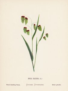 圣地的野花Briza Maxima；大震颤草（彩色雕刻） 作者 汉娜·泽勒