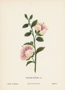 圣地的野花Capparis Spinosa; Caper 或牛膝草（彩色版画） 作者 汉娜·泽勒