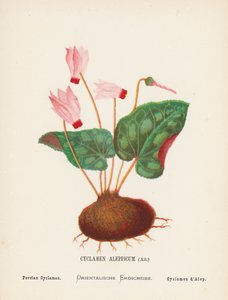 圣地的野花阿勒颇仙客来，艾特；波斯仙客来（彩色版画） 作者 汉娜·泽勒