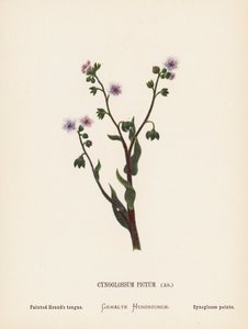 圣地的野花Cynoglossum Pictum, Ait；彩绘猎犬之舌（彩色雕刻） 作者 汉娜·泽勒