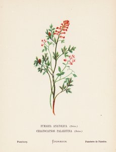 圣地的野花Fumaria Anatolica, Boiss, Ceratocapnos Palaestina, Boiss; Fumitory（彩色版画） 作者 汉娜·泽勒