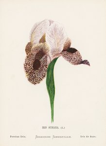 圣地的野花：苏西安娜鸢尾；波斯鸢尾（彩色版画） 作者 汉娜·泽勒