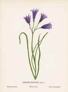 圣地的野花：Ixiolirium Montanum，香草；山百合（彩色雕刻）