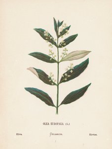 圣地的野花欧洲油橄榄；橄榄（彩色雕刻）