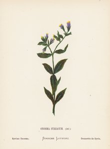 圣地的野花叙利亚缟玛花（彩色版画） 作者 汉娜·泽勒