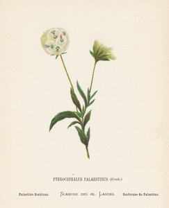 圣地的野花Pterocephalus Palaestinus, Coult; Palestine Scabious（彩色版画）