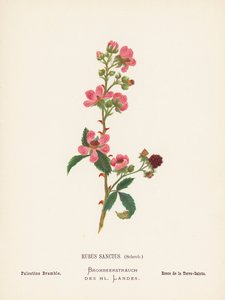 圣地的野花圣蔷薇，施雷布；巴勒斯坦藟（彩色版画）