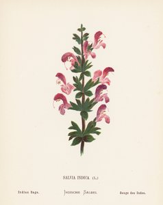 圣地的野花印度鼠尾草（彩色版画）