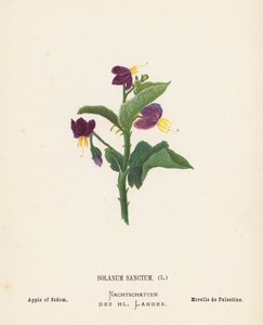 圣地的野花圣茄科植物；索多玛的苹果（彩色版画） 作者 汉娜·泽勒