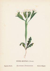 圣地的野花Statice Aegyptiaca, Thouin; Egyptian Thrift（彩色版画） 作者 汉娜·泽勒