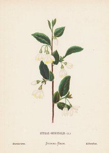 圣地的野花Styrax Officinalis；Storax-tree（彩色版画）