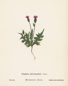 圣地的野花Tyrimnus Leucographus，Cass；蓟（彩色雕刻）