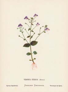 圣地的野花圣地野花：Veronica Syriaca，Roem；叙利亚速生草（彩色版画） 作者 汉娜·泽勒