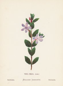圣地的野花长春花媒体，林克；长春花（彩色雕刻） 作者 汉娜·泽勒