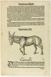 插图选自 "Thierbuch"，图版 42 选自 XVI 世纪书籍中的木刻作品 作者 汉斯·阿斯珀