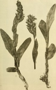 K.K. 年鉴自然历史法庭博物馆（1914 年）（18196503932） 作者 汉斯·弗莱施曼