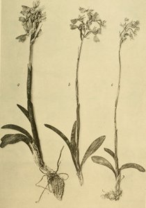 K.K. 年鉴自然历史法庭博物馆（1914 年）（18201357971） 作者 汉斯·弗莱施曼