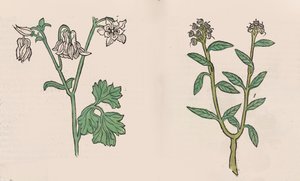 Herbarius - 健康花园 - Hortus sanitatis, 1485年。 作者 汉斯·舍恩斯佩格
