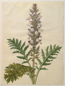 来自专辑Gottorfer Codex的Acanthus mollis，c.1650（羊皮纸上的水粉）