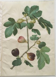 来自专辑Gottorfer Codex的Ficus carica，c.1650（羊皮纸上的水粉）