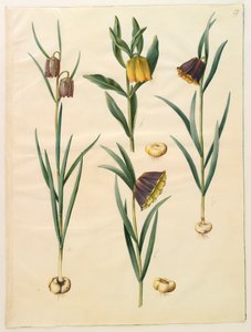 来自专辑Gottorfer Codex的Fritilleria meleagris，c.1650（羊皮纸上的水粉）
