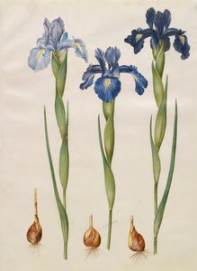 来自专辑Gottorfer Codex的Iris xiphiodes，c.1650（羊皮纸上的水粉）