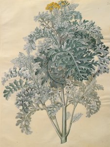 来自专辑Gottorfer Codex的Jacobaea maritima，c.1650（羊皮纸上的水粉）